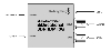 MicroConvertor SDI/HDMI 3G + power supply